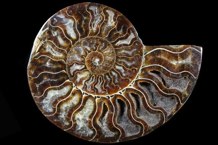Agatized Ammonite Fossil (Half) - Crystal Lined Chambers #78613